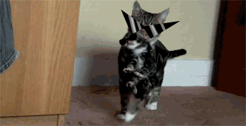 1s_th1s_you animated bro carrying cats coneyinacap dave_strider image_manipulation real_life