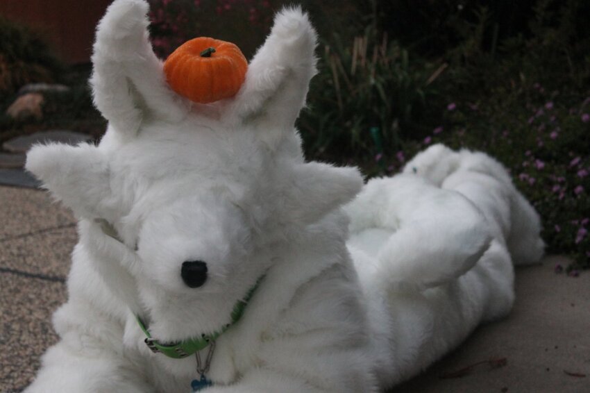 2013 becquerel cosplay curiosityanteater fashion fullres pumpkin real_life solo