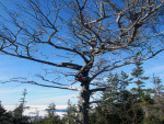  2013 cd clubs courtyard_droll crafts fullres harlequin_uniform no_hat plushie real_life solo tayatagi trees 