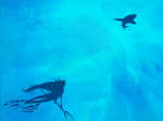   animals feferi_peixes ferrrox psidon&#039;s_trident silhouette solo underwater 